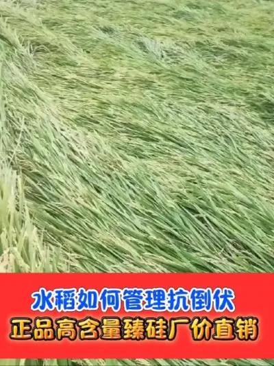 臻硅用的好，水稻抗倒增产少不了 正品高含量臻硅厂价直销，一瓶二十亩#臻硅 #水稻种植 #水稻 #农资肥料 #农业种植