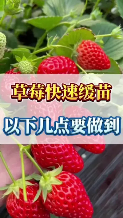 草莓快速缓苗，以下几点要做到#草莓育苗 #草莓种植户 #草莓病虫害防治