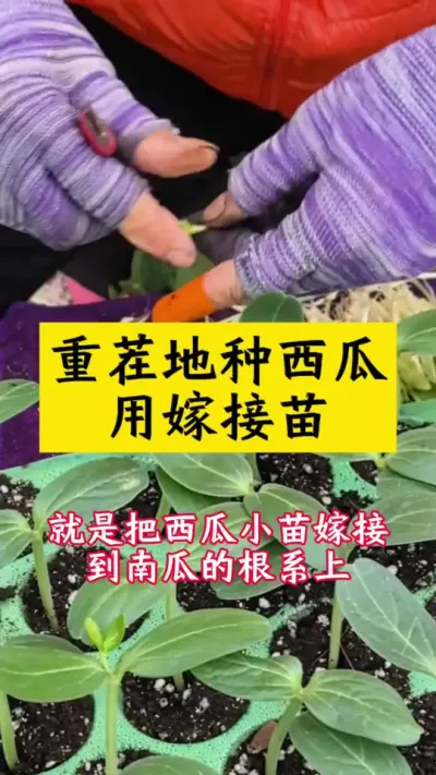 重茬地种西瓜用嫁接苗#种西瓜 #西瓜种植 #西瓜种植技术 #大棚西瓜 #西瓜苗