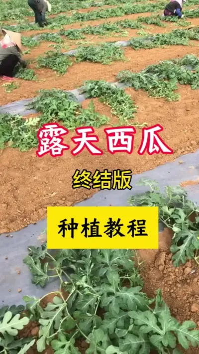 #西瓜种植 #露天西瓜#西瓜种植技术 #种西瓜