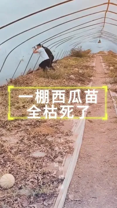 #西瓜种植 #增产增收才是硬道理 #西瓜管理 #病虫害防治