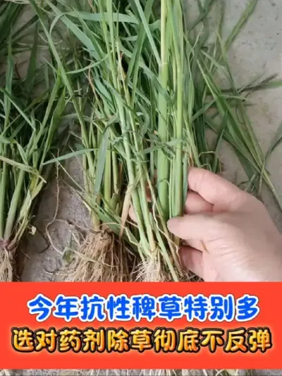 水稻田抗性稗草就用铁砂掌 把杂草上下喷匀打透喷到根，死草彻底#水稻种植 #水稻除草剂 #水稻除草 #农资肥料 #铁砂掌除草剂