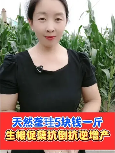 水稻抗倒增产必备【垄硅】 水稻返青分蘖期撒施【垄硅】用的好，水稻增产抗倒少不了#垄硅 #硅肥