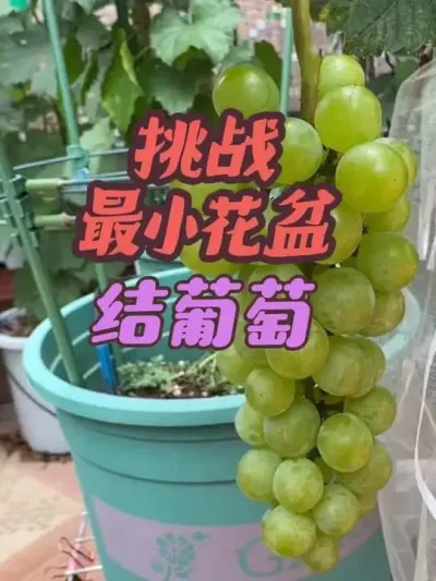葡萄最小需要多大的盆才能结果？今天开始挑战一下最小花盆结葡萄，品种使用扦插的寒香蜜。#盆栽葡萄#寒香蜜