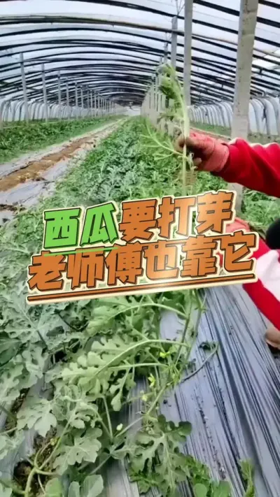 #西瓜种植 #西瓜管理