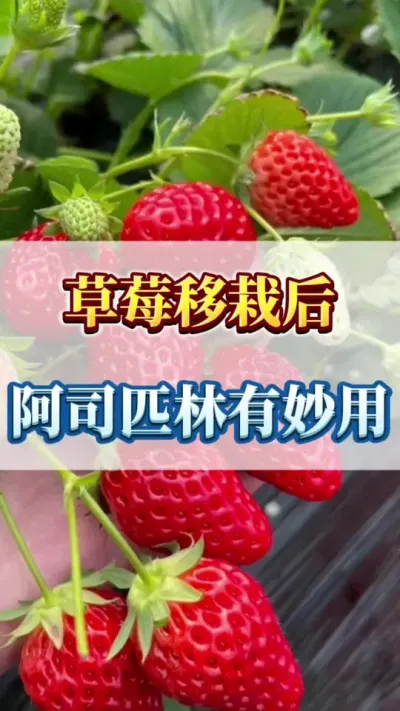 草莓移栽后，阿司匹林有妙用 #病害防治 #种植小技巧 #草莓种植
