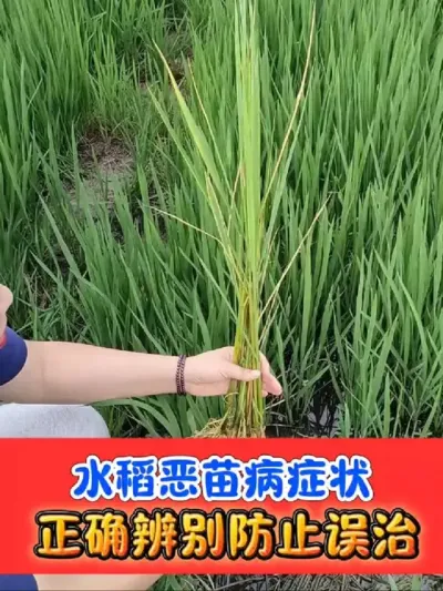 水稻恶苗病显症 水稻恶苗病正确识别#水稻种植 #水稻恶苗病 #水稻 #农资肥料 #吴平农资