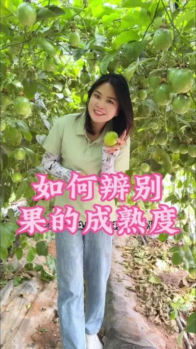 今天来教你如何辨别果的成熟度，大家记得点赞收藏起来！#乡村守护人 #三农 #抖音新农人 #我的乡村生活 #百香果@抖音小助手 @DOU+小助手