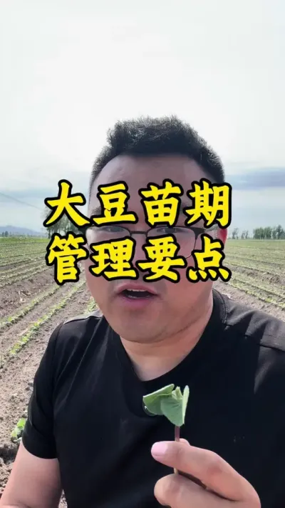 大豆苗期管理要点 #农业种植 #三农 #抖音助农