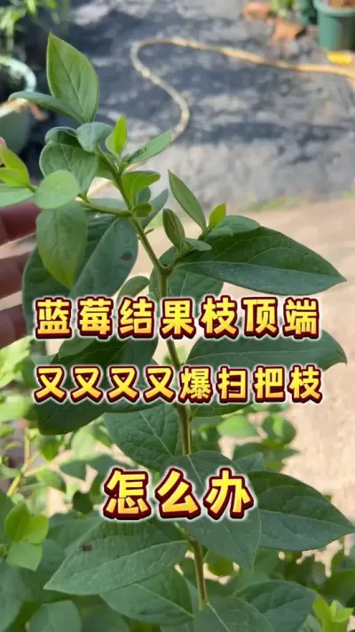 这个季节盆栽蓝莓的结果枝顶端又冒出叶芽新枝条怎么办？#蓝莓#盆栽蓝莓 #种植小技巧 #三农 #家庭果园