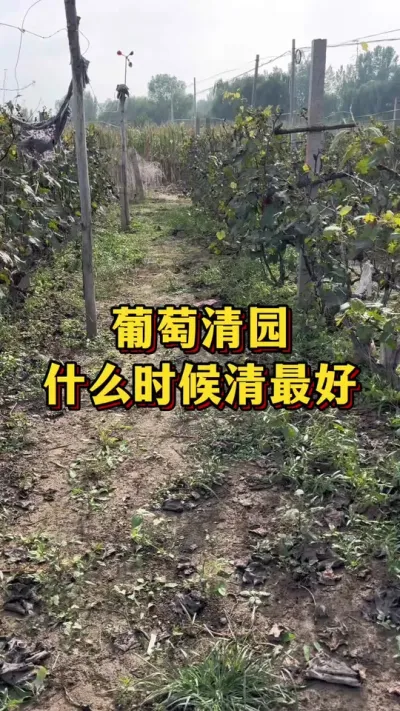 葡萄清园，什么时候清最好#农业种植 #优质农产品 #三农