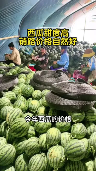 西瓜施肥新配方 #西瓜种植 #西瓜管理 #西瓜高产#西瓜种植技术#西瓜施肥