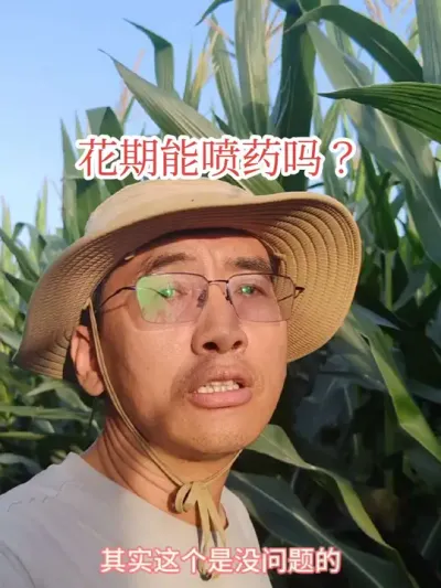 #农业种植技术 #玉米花期 #喷施农药注意事项   出蓼之前可以喷施杀虫剂杀菌剂，花期如果需要喷施也可以喷，但杀菌剂需要谨慎对待。