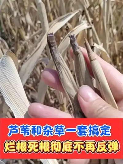 芦苇茅草杂草杂菜一扫而光除彻底 除草就用这个烂根组合，打匀打透打仔细，死草烂根不反弹，种植下茬安全不担心#除草剂 #除草 #除草剂配方 #农资肥料 #抖音助农