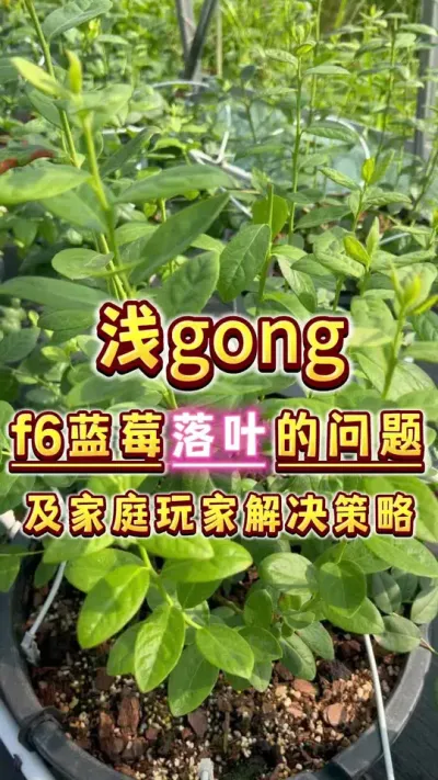今天我们来gong一下，f6蓝莓落叶的问题～#盆栽蓝莓 #蓝莓 #家庭种植 #楼顶菜园 #三农