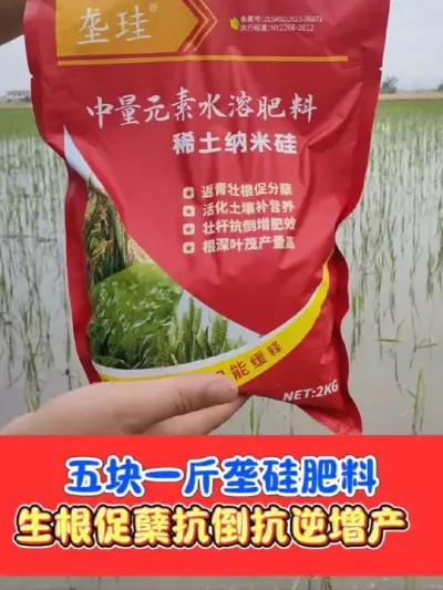 水稻抗倒增产必备垄硅厂价直销 垄硅好用不贵，一斤只要5块钱，一袋可撒一至两亩地#水稻种植 #硅肥 #垄硅 #水稻 #农资肥料