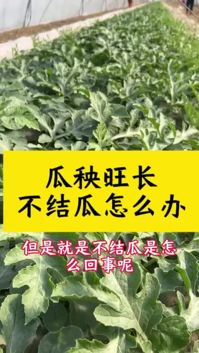 瓜秧旺长不结瓜怎么办#种西瓜 #西瓜种植技术#西瓜种植#大棚西瓜