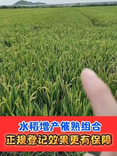 水稻催熟增产黄金搭档 一套十亩地#水稻种植 #水稻 #农资肥料