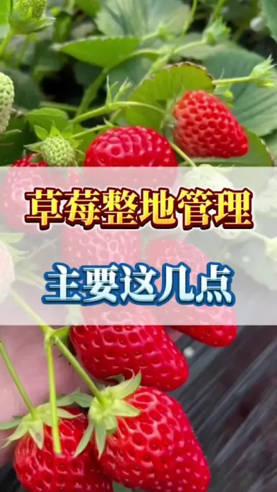 草莓整地，注意这几点#农业种植 #三农 #新鲜采摘