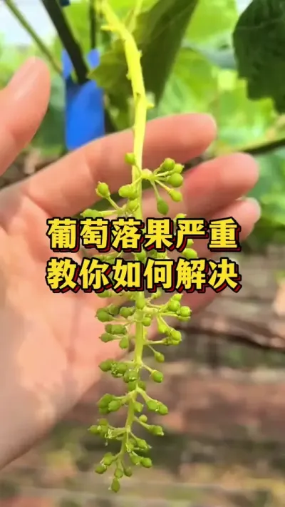 葡萄落果严重，教你如何解决#优质农产品 #农业种植 #葡萄
