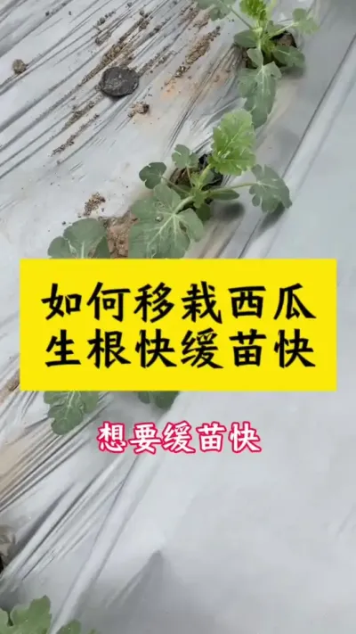 如何移栽西瓜，才会生根快，缓苗快#西瓜种植 #西瓜种植技术 #种西瓜#西瓜苗 #大棚西瓜