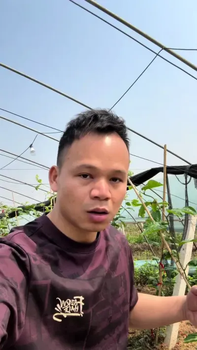 5000斤的亩产能不能复杂呢！#种百香果 #钦蜜9号 #黄金百香果种植技术 #钦蜜九号百香果苗 #百香果种植技术