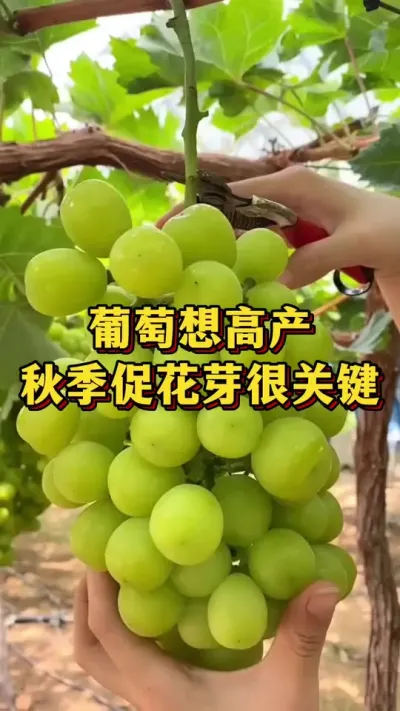葡萄想高产，秋季促花芽很关键#优质农产品 #农业种植 #葡萄种植