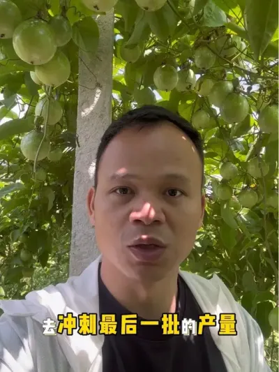 9月份又是一批百香果的爆花期，要抓住这个关键期！#种百香果#黄金百香果种植技术 #抖音新农人 #果树种植 #三农种植