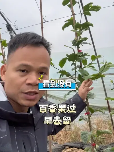 百香果二级蔓的修剪#农业技术推广 #果园管理 #种植技术 #技术分享 #三农服务