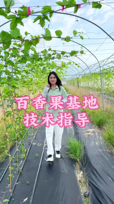 百香果小苗期植株老化我们该如何管理！#乡村守护人 #三农 #抖音助农 #我的农村生活 #百香果@抖音小助手 @DOU+小助手