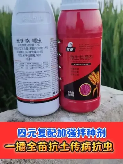 加强版小麦专用拌种剂 防小麦根腐病茎基腐病纹枯病全蚀病蚜虫地下虫，一套拌种50斤，薄利多销#小麦拌种剂 #拌种剂 #小麦种植 #小麦 #农资肥料