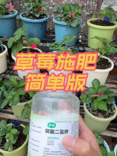 盆栽草莓施肥简单版，新手莓友们可以看看。#盆栽草莓#草莓施肥方法 #草莓种植