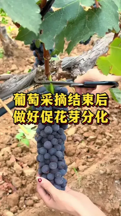 葡萄采摘结束后，做好促花芽分化 #葡萄种植 #果树苗种植 #果树种植