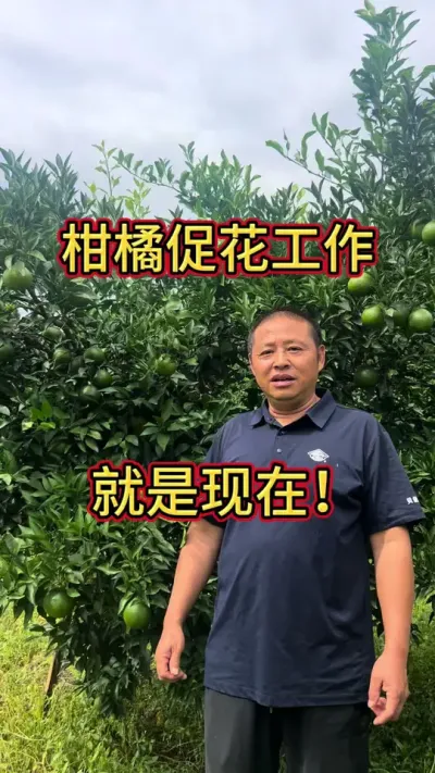 柑橘促花错过再等一年！#农业种植 #柑橘种植