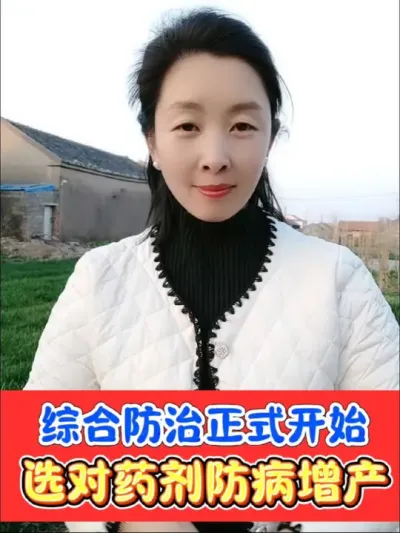 小麦田综合防治全面正式开始，重防纹枯病，白粉病，锈病，红蜘蛛蚜虫，壮杆抗倒，壮蘖孕大穗#农资肥料 #三农种植 #小麦 #小麦种植 #病虫害防治
