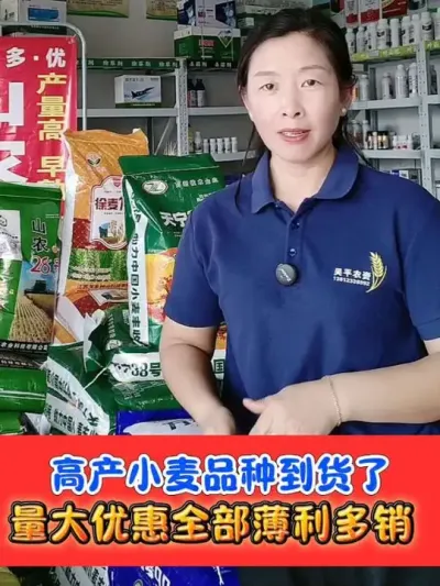 高产小麦品种到货，薄利多销量大优惠 更多稳产高产小麦品种欢迎到店选购#小麦种植 #高产小麦种子 #小麦 #农资肥料 #农资店