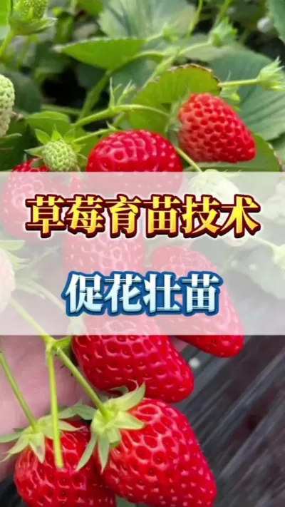草莓育苗技术，促花壮苗#草莓苗育苗基地 #三农 #草莓育苗