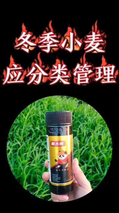 冬季小麦分类加强管理，促根壮蘖，提高抗旱抗冻能力#农资肥料 #三农种植 #水稻 #小麦种植 #小麦管理