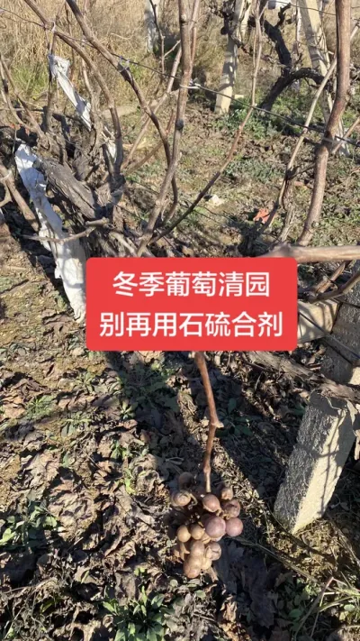 葡萄冬季不清园，明年病害满园#葡萄种植#葡萄清园#葡萄病害