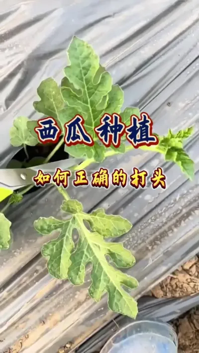#西瓜种植 #增产增收才是硬道理 #生根壮苗 #西瓜高产 #整枝打杈