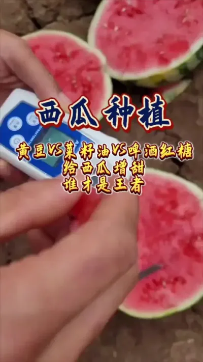 #西瓜种植#西瓜管理 #增甜 #膨大