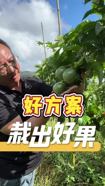 全程跟着我们的方案走，种出来的百香果。#百香果#农业技术推广#农业种植#农业服务