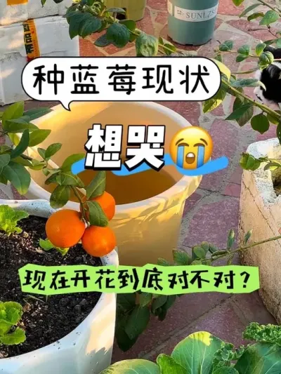 阳台的蓝莓大冬天要开花了？怎么办？ 露台菜园快变成果园了😅#阳台种植 #蓝莓 #柠檬 #土壤调酸 #硫酸亚铁