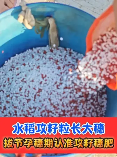 水稻拔节孕穗期撒肥认准《攻籽穗肥》 穗大水稻粒饱产量高，杆硬粗壮抗倒伏#水稻种植#水稻 #农资肥料