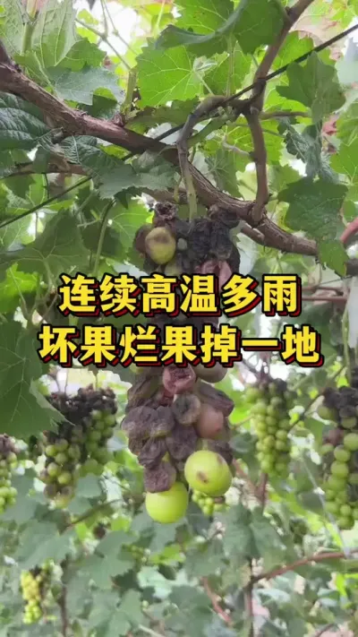 连续高温多雨，坏果烂果掉一地#优质农产品 #三农 #葡萄种植