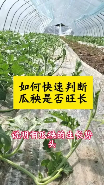 #种西瓜#西瓜种植#西瓜种植技术#大棚西瓜