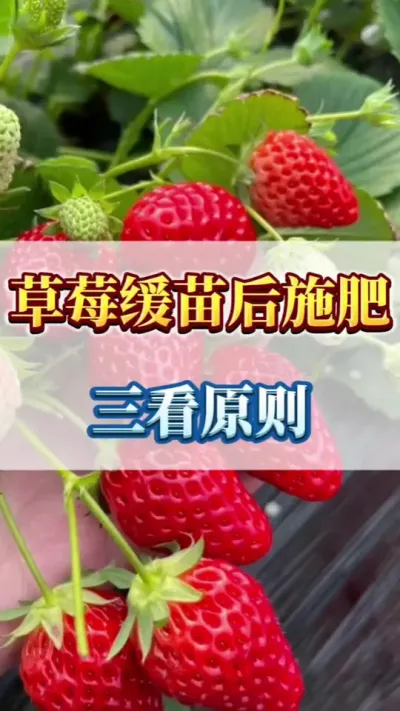 草莓缓苗后施肥，三看原则#三农 #草莓苗育苗基地 #病害防治