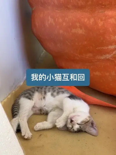 我有一只小猫，它叫&ldquo;互和回&rdquo; #小奶猫的成长日记 #新农人计划
