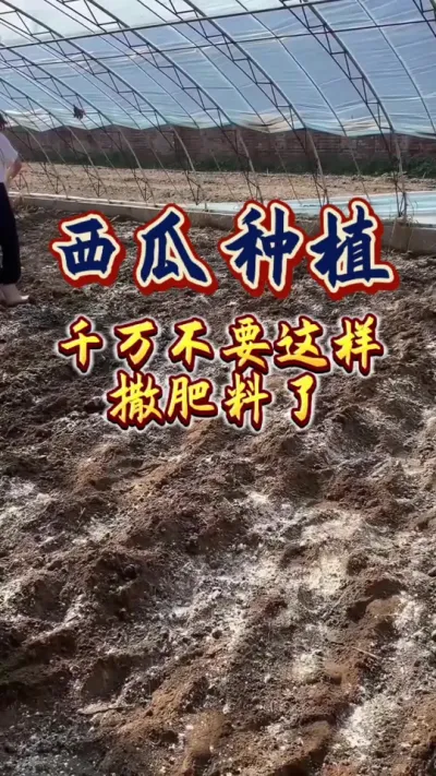 #大棚西瓜 #西瓜种植 #大棚西瓜种植技术