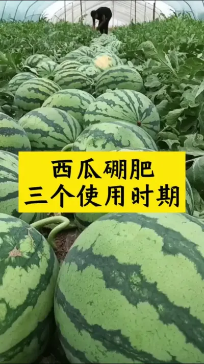 西瓜硼肥三个使用时期#西瓜种植 #大棚西瓜 #西瓜管理 #种西瓜 #西瓜种植技术